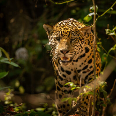 India's top wildlife destination